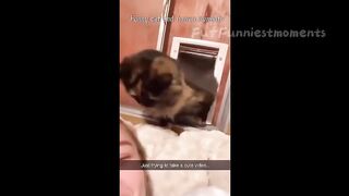 Funny Dogs And Cats Videos 2024 ???? - Best Funniest Animal Videos #7