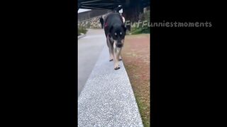 Funny Dogs And Cats Videos 2024 ???? - Best Funniest Animal Videos #8