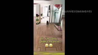 Funny Dogs And Cats Videos 2024 ???? - Best Funniest Animal Videos #8