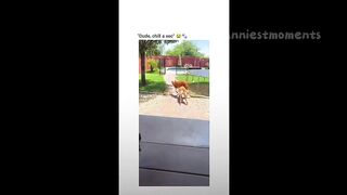Funny Dogs And Cats Videos 2024 ???? - Best Funniest Animal Videos #10