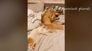 Funny Dogs And Cats Videos 2024 ???? - Best Funniest Animal Videos #10