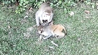 A beautiful view of the monkey.
