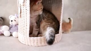 Viral cute kitten playing