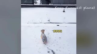 Funny Dogs And Cats Videos 2024 ???? - Best Funniest Animal Videos Of The week #12