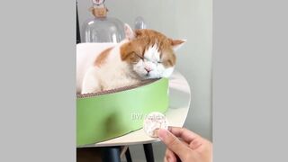 New Funny Animals 2024???????? #Funniest Cutest Cats and Dogs????Part 128
