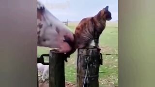 New Funny Animals 2024???????? #Funniest Cutest Cats and Dogs????Part 125