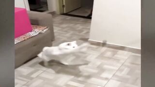 New Funny Cat and Dog Videos ???????? Funniest Animals ????