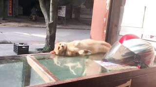 New Funny Videos 2023 ???? Cutest Cats and Dogs ???????? Part 242