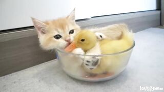 Kitten_hugged_little_duck