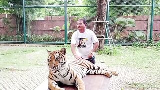 Played With Real Tiger - InTiger Park Pattaya - Thailand 2024