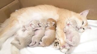 Four_kittens