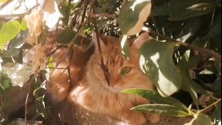 The cat is enjoying the heat of the sun ☀️????