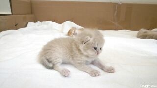Kitten_Pizza