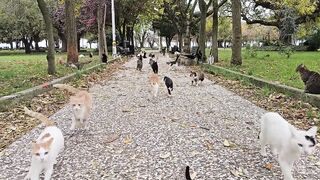 The most loyal friends in the world who will always make you happy are Istanbul Stray Cats.