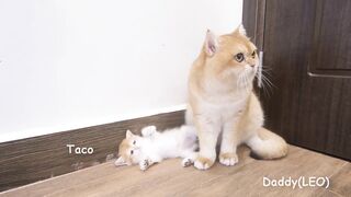 Daddy,_Can_you_wash_me,_please?