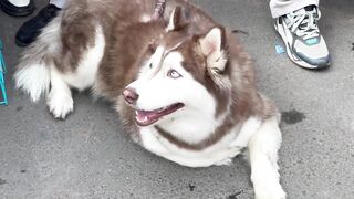 Top Quality White Eyes Siberian Husky With His Puppies -- Best Quality --