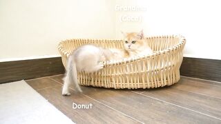 Kitten_Donut_jumped