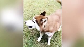 Try Not To Laugh Dogs And Cats ???????? - Best Funniest Animals Video 2024 #2