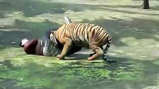 How to service lion attack
