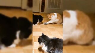 You Laugh You Lose ???? Funniest Animals 2024 ???????? New Funny Cats and Dogs Videos ???????? P6