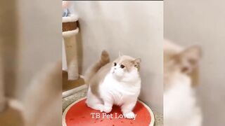 You Laugh You Lose ???? Funniest Animals 2024 ???????? New Funny Cats and Dogs Videos ???????? p15