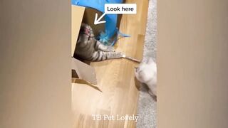 You Laugh You Lose ???? Funniest Animals 2024 ???????? New Funny Cats and Dogs Videos ???????? p16