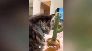 You Laugh You Lose ???? Funniest Animals 2024 ???????? New Funny Cats and Dogs Videos ???????? p17