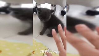 You Laugh You Lose ???? Funniest Animals 2024 ???????? New Funny Cats and Dogs Videos ???????? p22