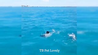 You Laugh You Lose ???? Funniest Animals 2024 ???????? New Funny Cats and Dogs Videos ???????? p23