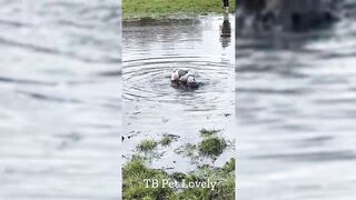 You Laugh You Lose ???? Funniest Animals 2024 ???????? New Funny Cats and Dogs Videos ???????? P31