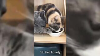You Laugh You Lose ???? Funniest Animals 2024 ???????? New Funny Cats and Dogs Videos ???????? P38