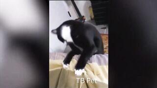 You Laugh You Lose ???? Funniest Animals Video ????????  Dog and Cat 2024
