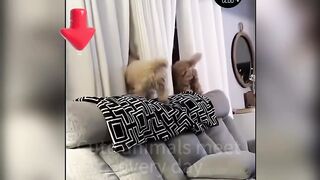 ????Cat Memes- Funny Cats And Dogs Videos 2024????????,New Funny Animals 2024 ???????? part 15