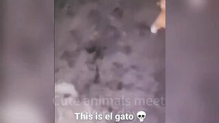 ????Cat Memes- Funny Cats And Dogs Videos 2024????????,New Funny Animals 2024 ???????? part 16