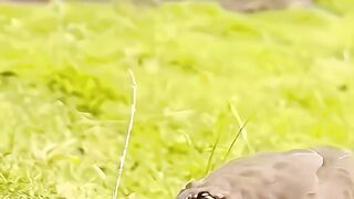 A beautiful view of the peacock