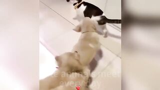 ????Cat Memes- Funny Cats And Dogs Videos 2024????????,New Funny Animals 2024 ???????? part 17