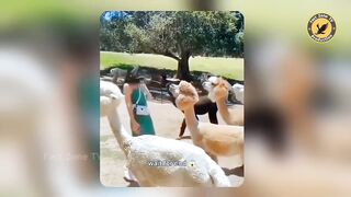 Funny Animal Videos