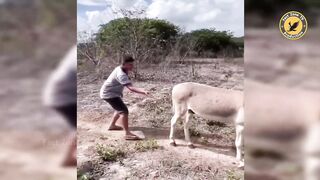 Funny Animal Videos 2