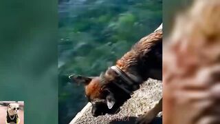 ????????Funny Dogs And Cats Videos 2024 ???? - Best Funniest Animal Videos Of The week