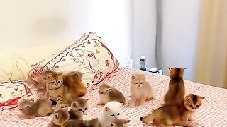 Bay kittens