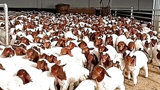 "Goat Gathering: A Serene Symphony of Nature"