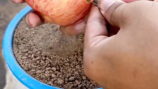 Apple and grapes plants