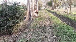 Very long trees in forest park
