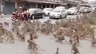 Monkey gangs seize a Thai tourist town, forcing police officers to arm themselves with slingshots and sleeping guns!#Animals