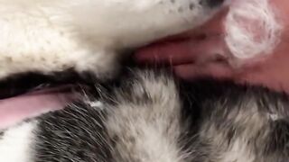 Husky Tried To EAT Her FLUFF! ????????