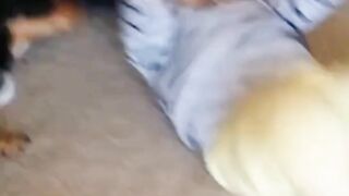 MOST  FUNNY VIDEO OF 2024