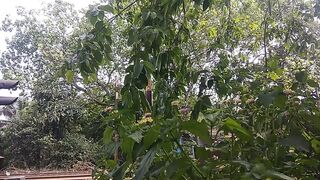 Hd video