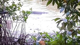 বিশাল বড়ো কুমির ????????????