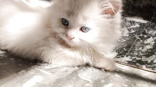 Cat videos ,cat videos for kids