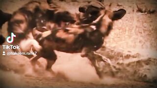 JUNGLE DOG FIGHTING